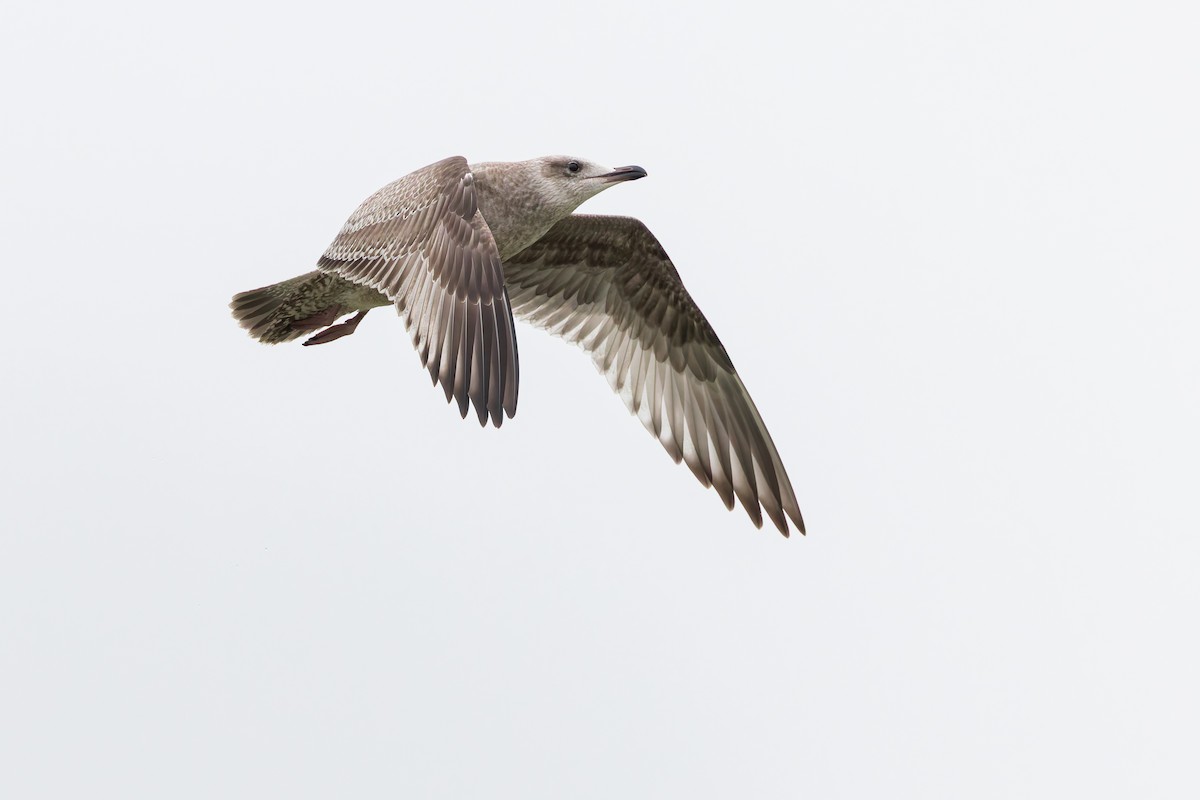 American Herring Gull - ML637432615
