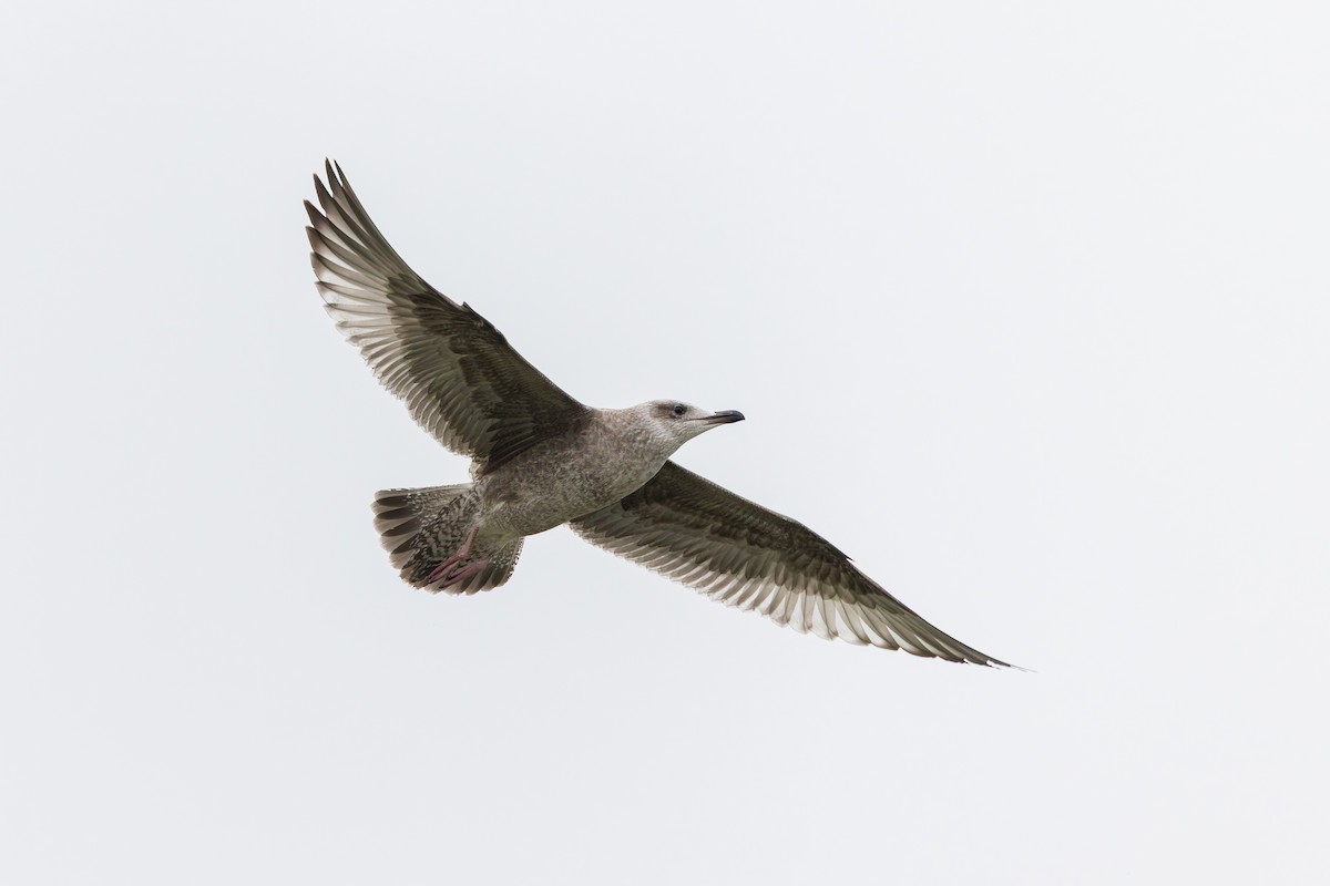 American Herring Gull - ML637432616