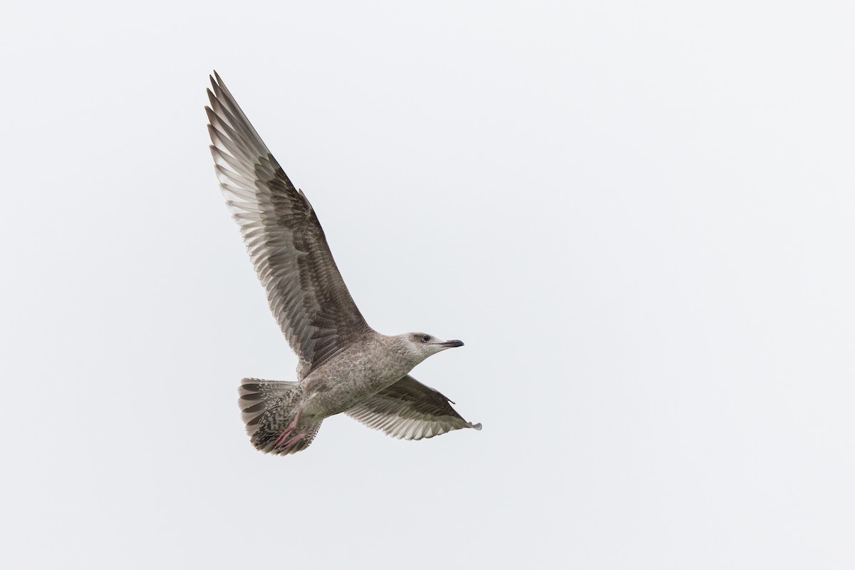 American Herring Gull - ML637432619