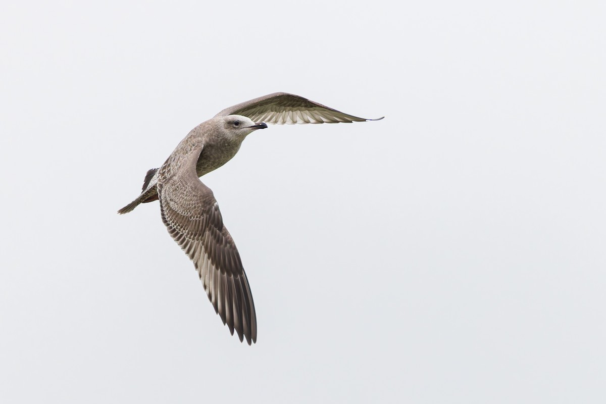 American Herring Gull - ML637432629