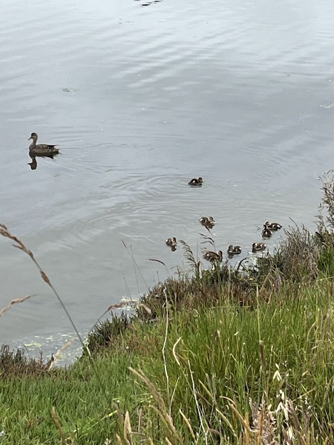 Canard colvert - ML637432637