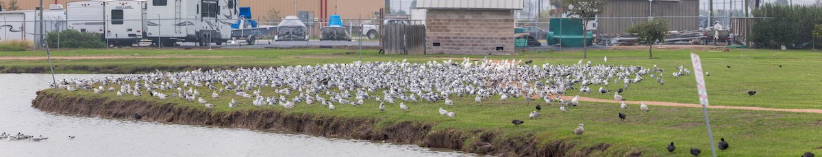 Laughing Gull - ML637432641