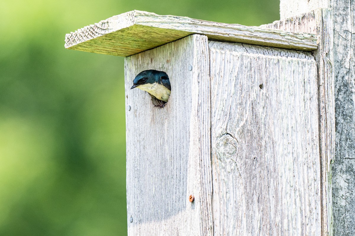 Tree Swallow - ML637432657