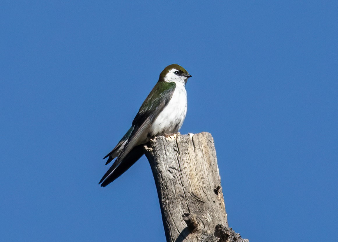 Hirondelle à face blanche - ML637432678