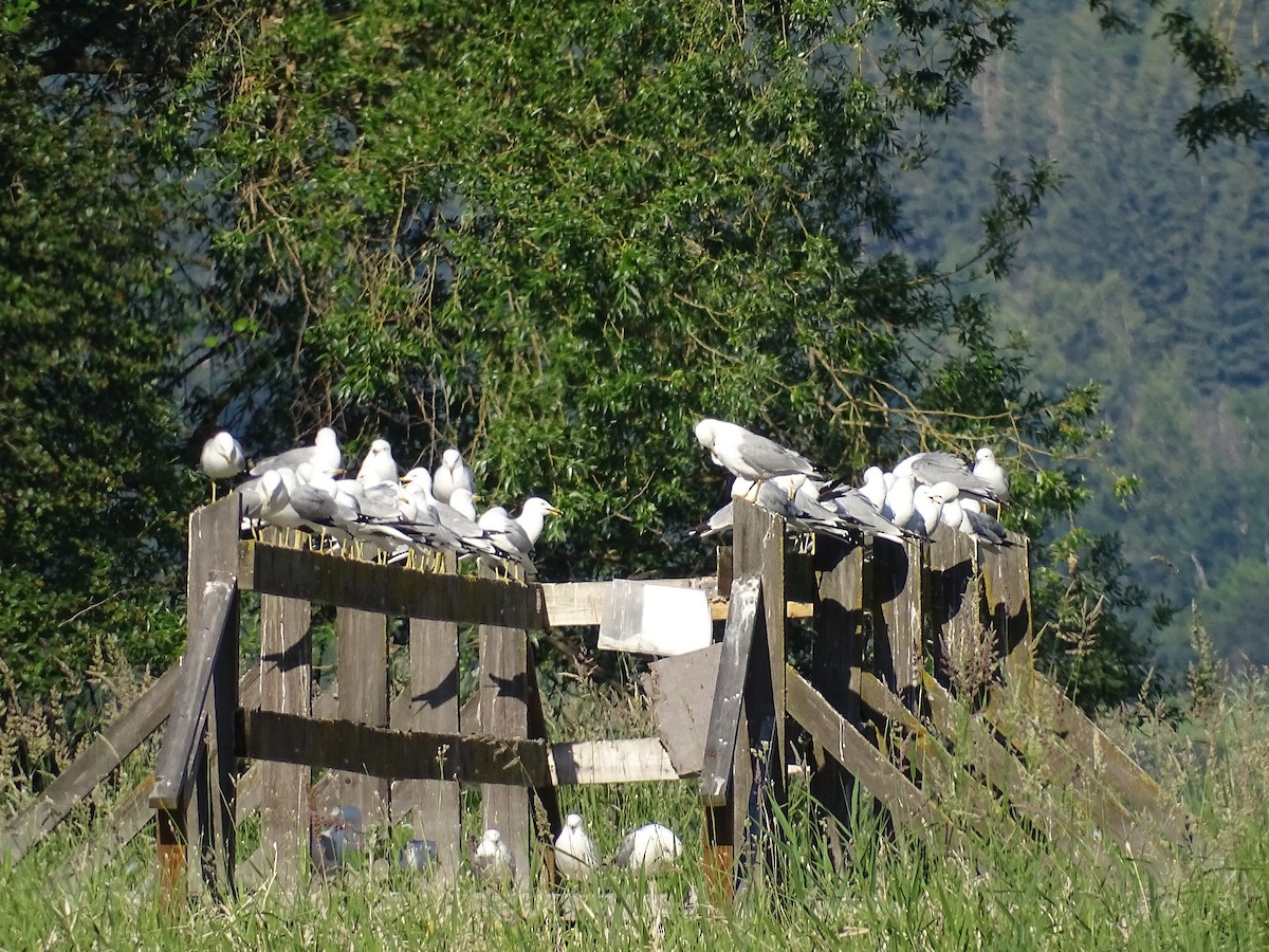 Ring-billed Gull - ML637432804