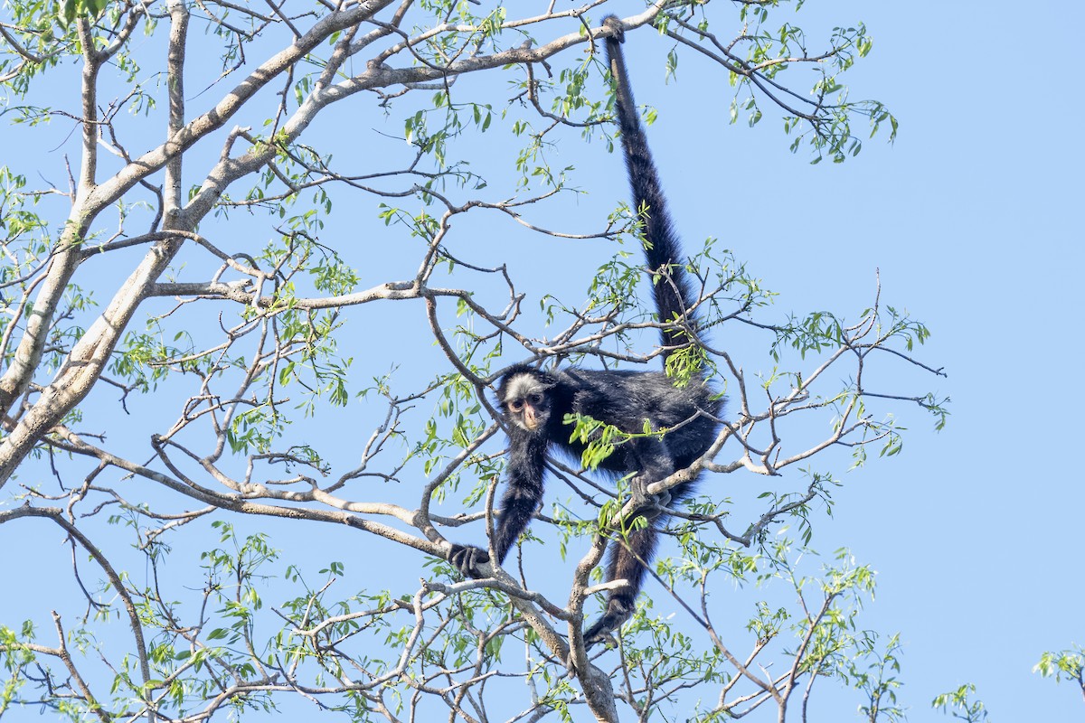 White-cheeked Spider Monkey - ML637432807