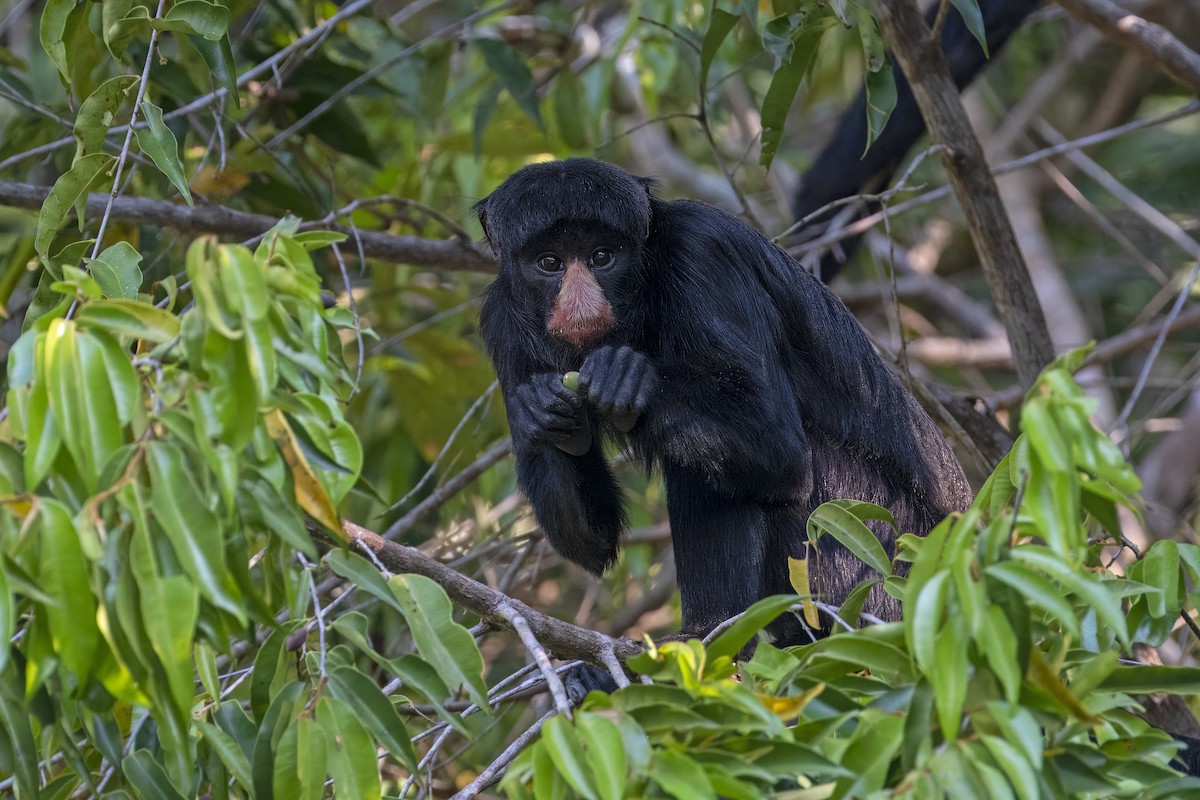 Red-nosed Bearded Saki - ML637432808