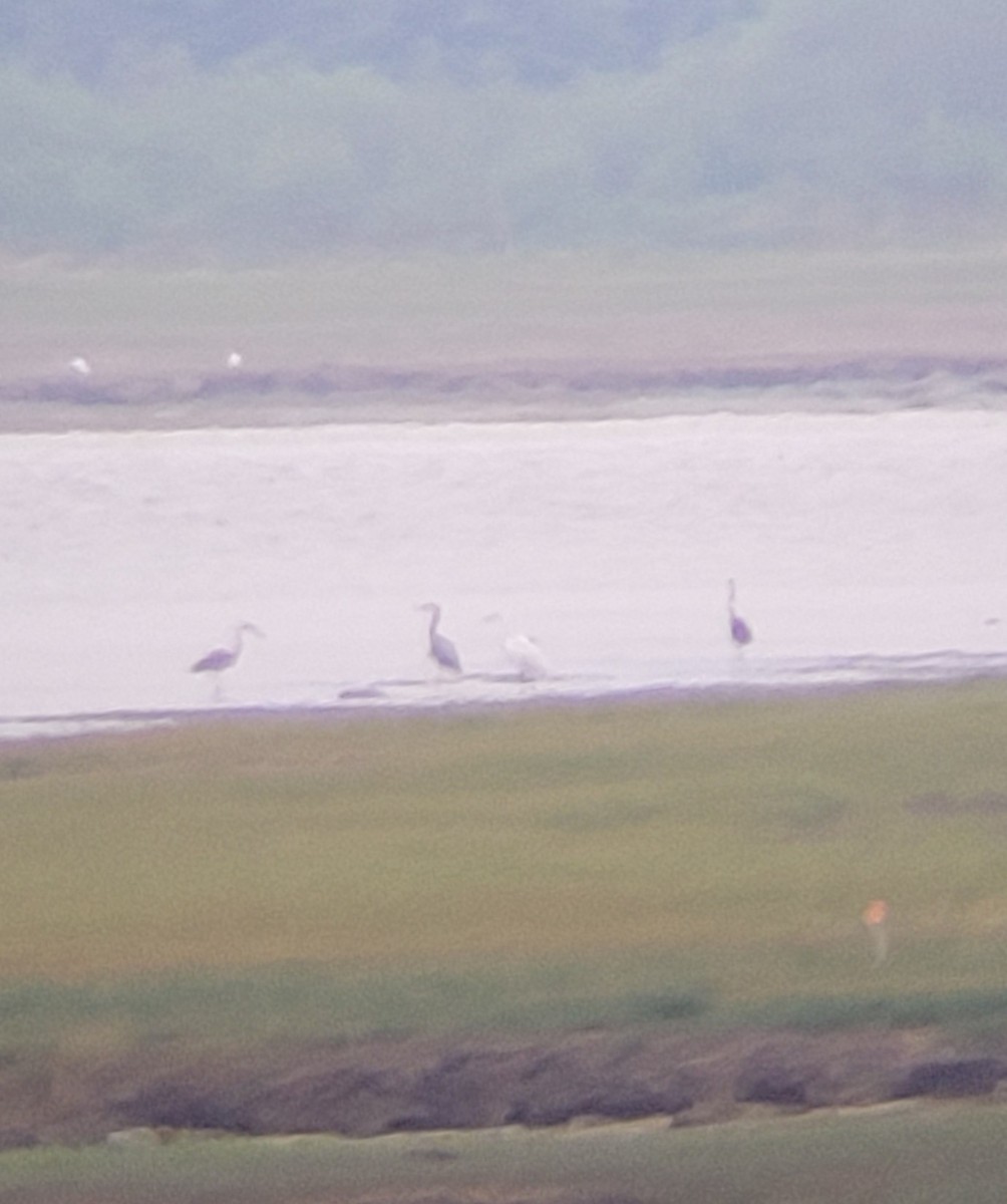 Great Egret - ML637432815