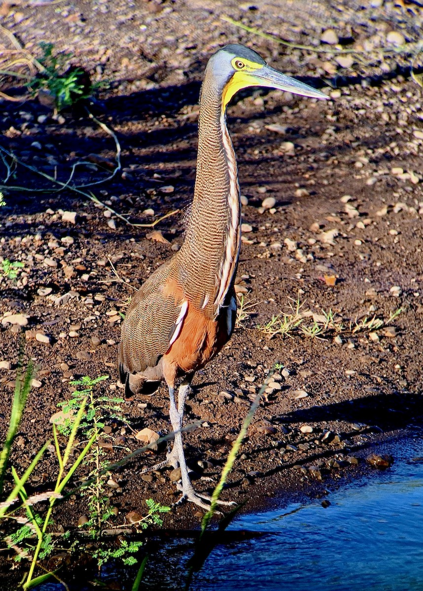 Bare-throated Tiger-Heron - ML637432842