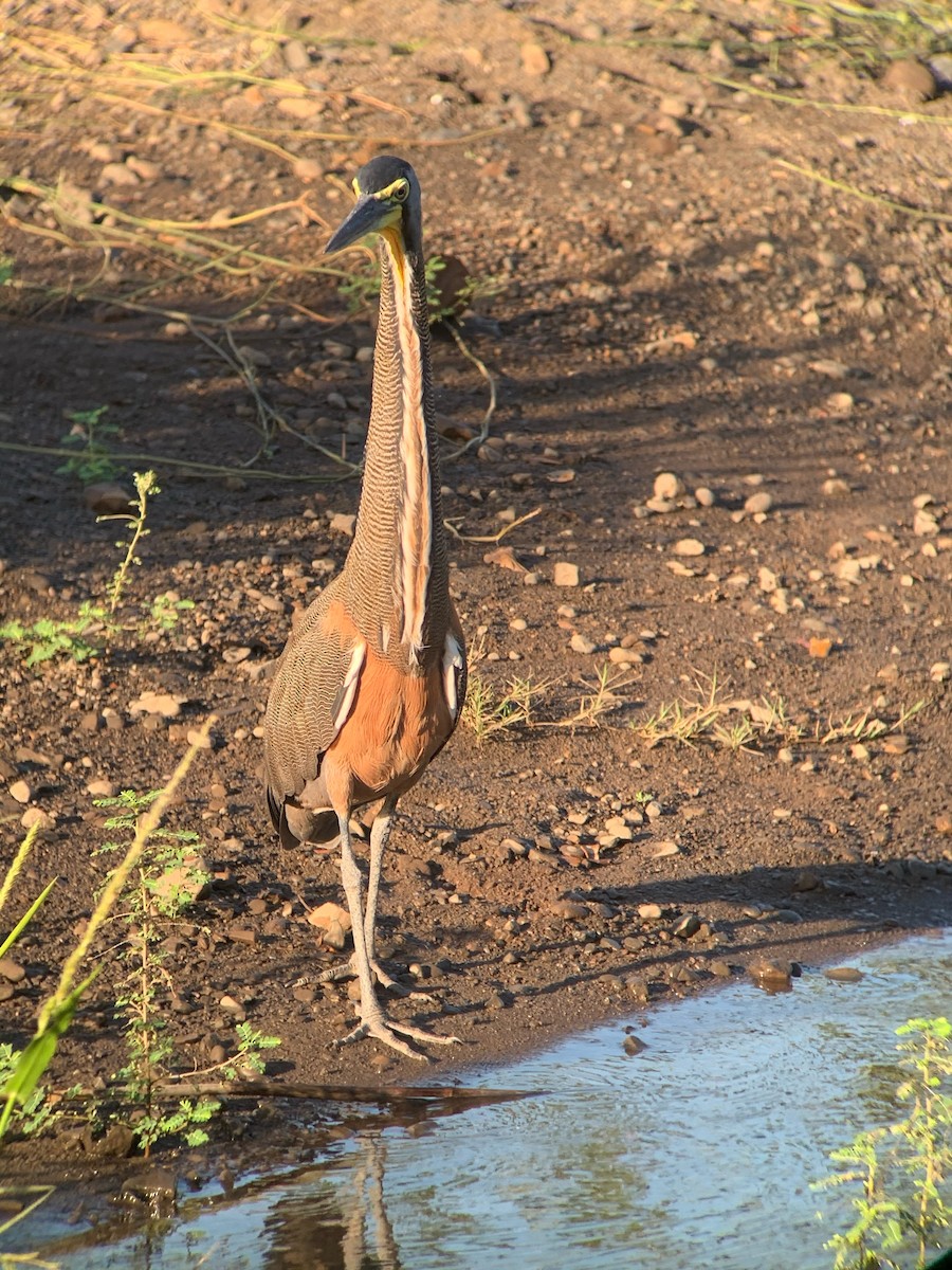 Bare-throated Tiger-Heron - ML637432843