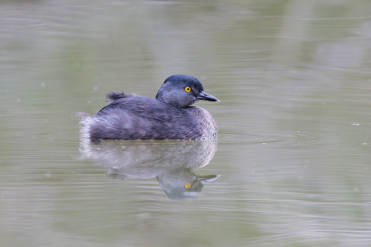 Least Grebe - ML637432851