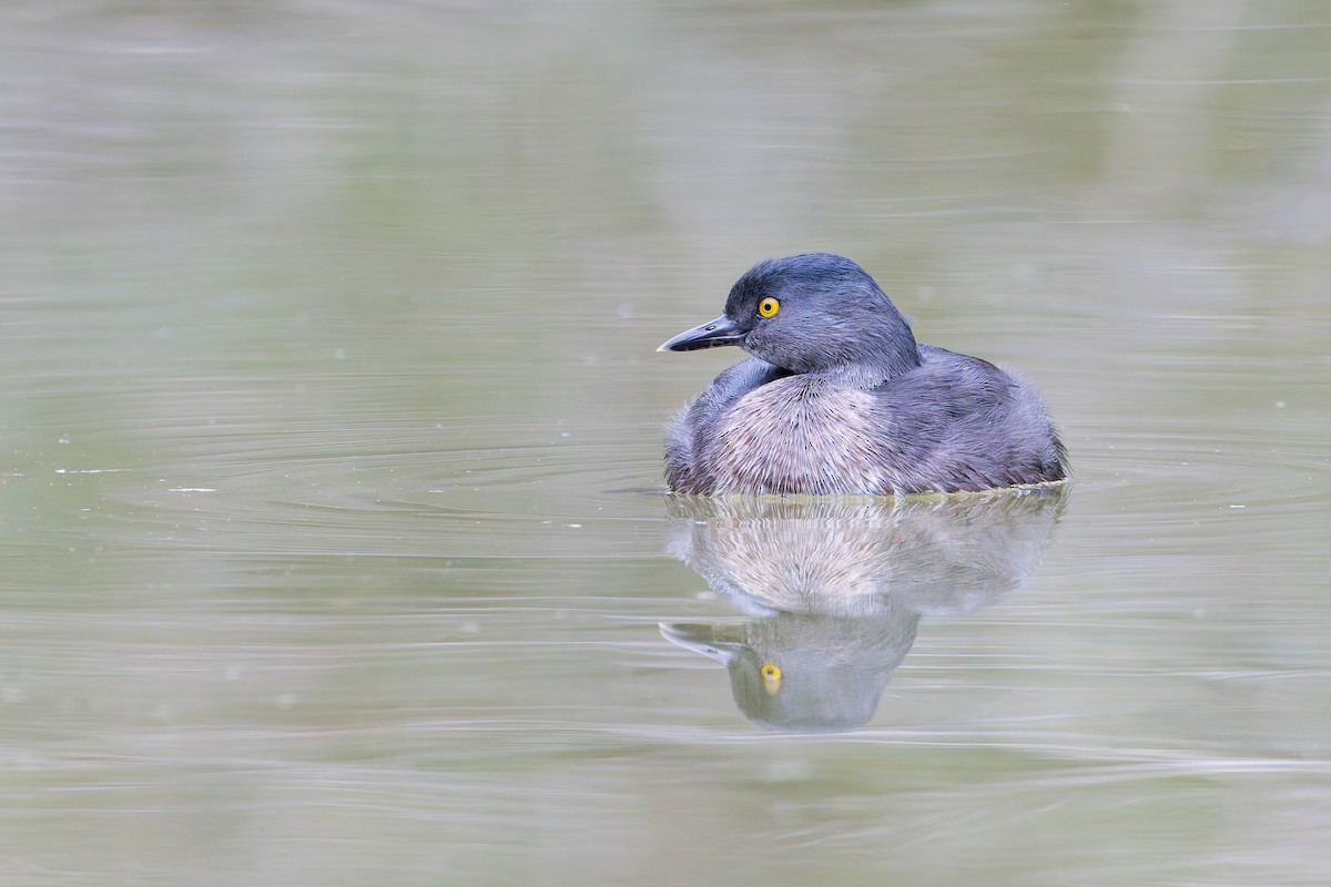Least Grebe - ML637432852