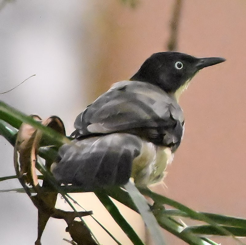 Blackcap Babbler - ML637432905