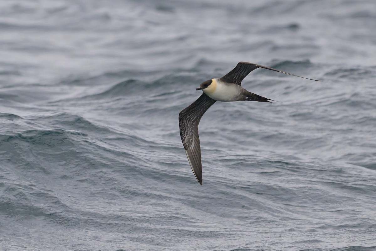 Long-tailed Jaeger - ML637432910