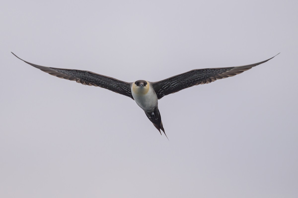 Long-tailed Jaeger - ML637432912