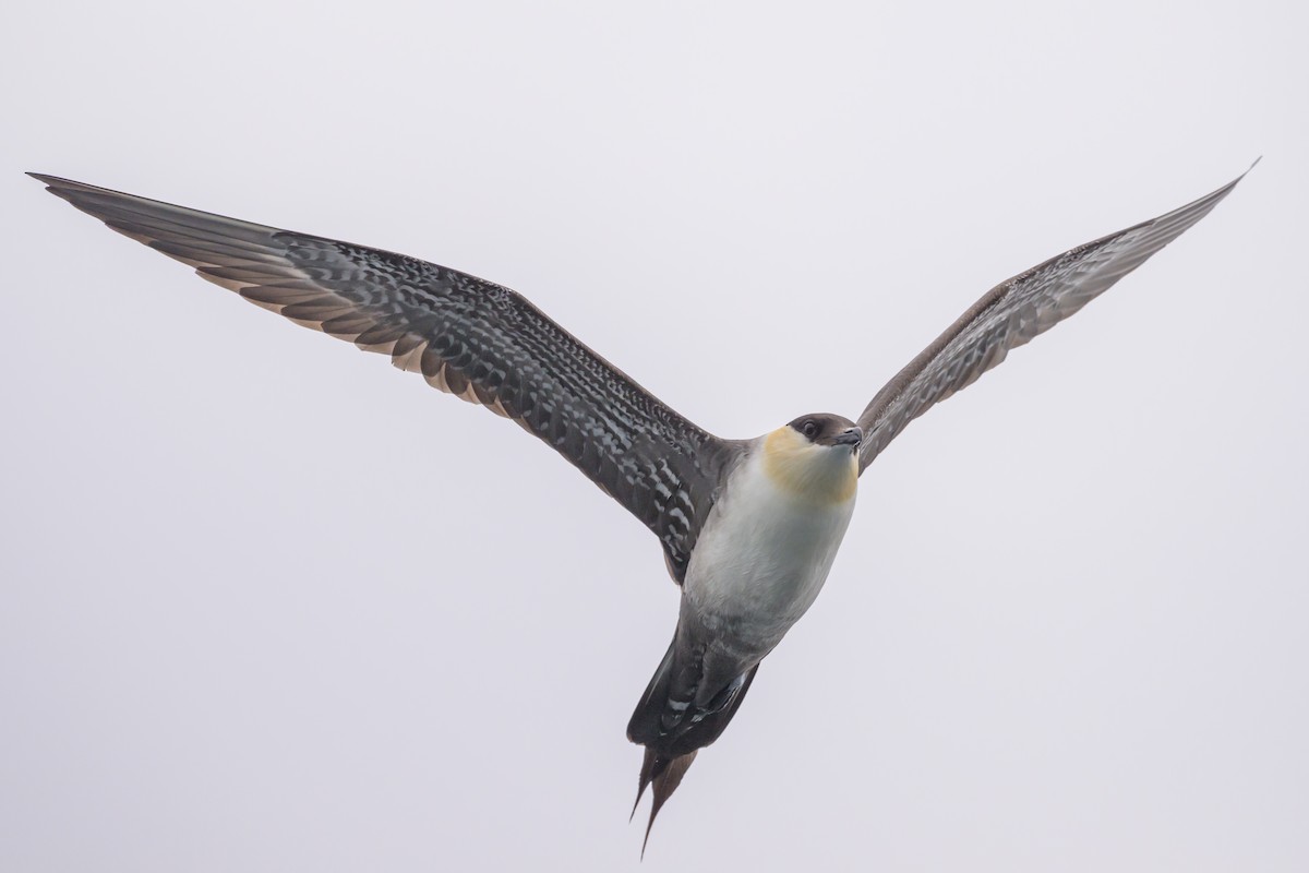 Long-tailed Jaeger - ML637432913
