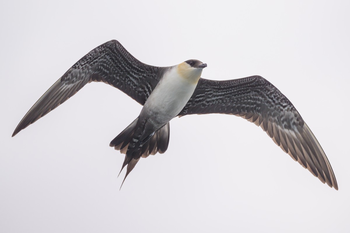 Long-tailed Jaeger - ML637432914