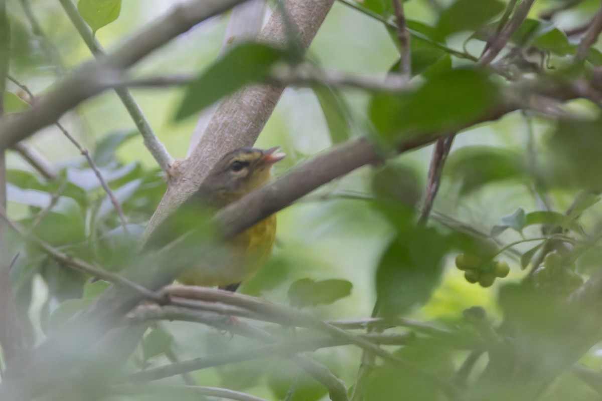 Golden-crowned Warbler - ML637432923