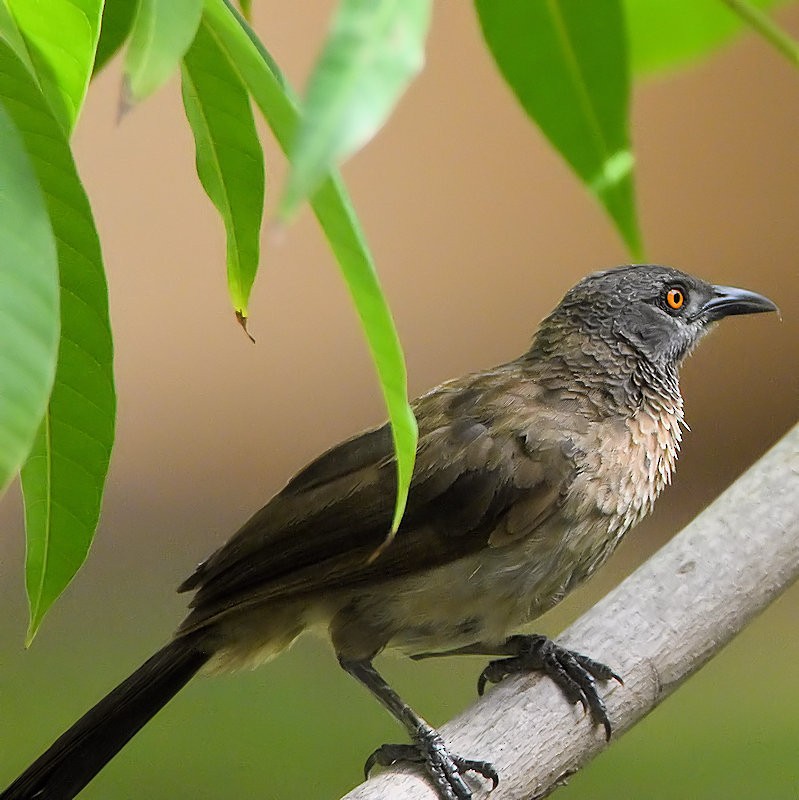 Brown Babbler - ML637432967