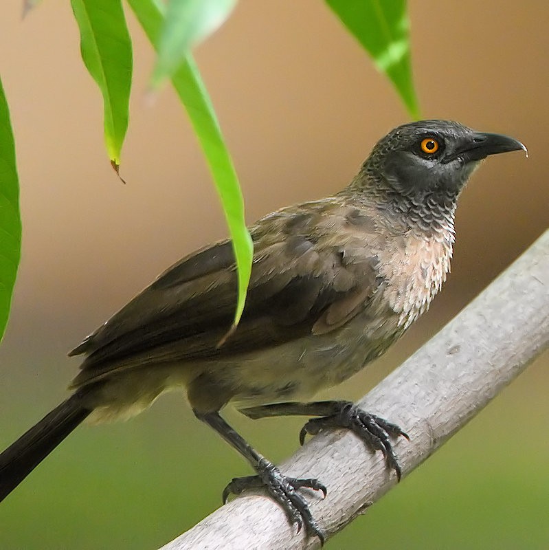Brown Babbler - ML637432968
