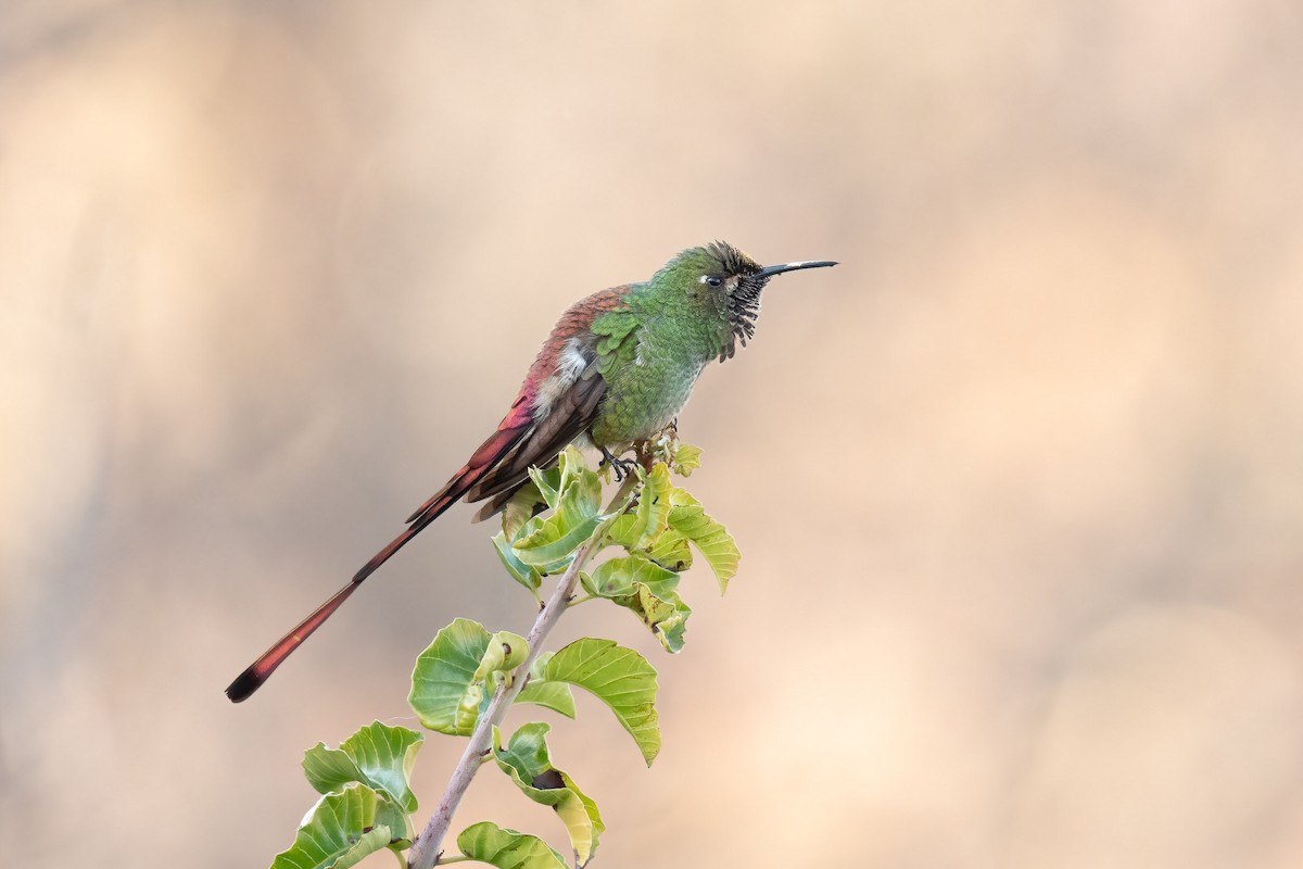 Red-tailed Comet - ML637433008