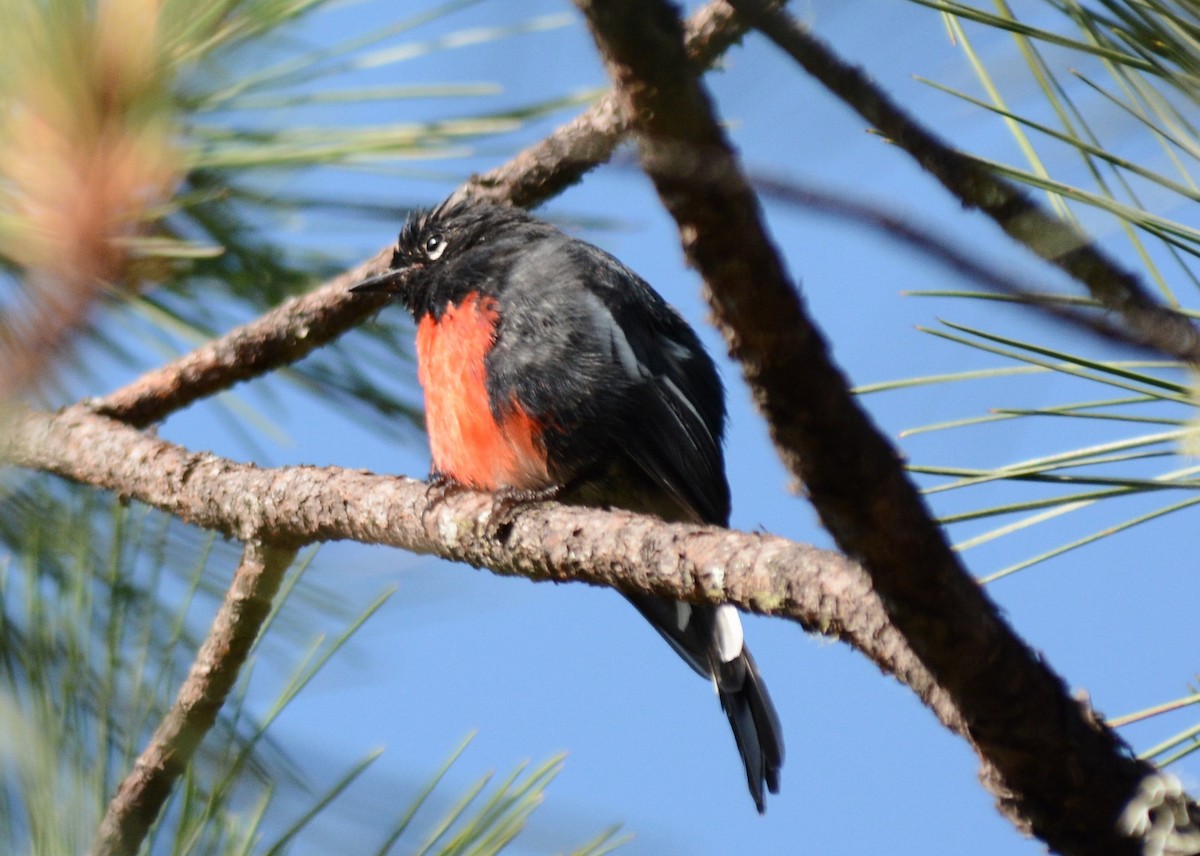Slate-throated Redstart - ML637433017