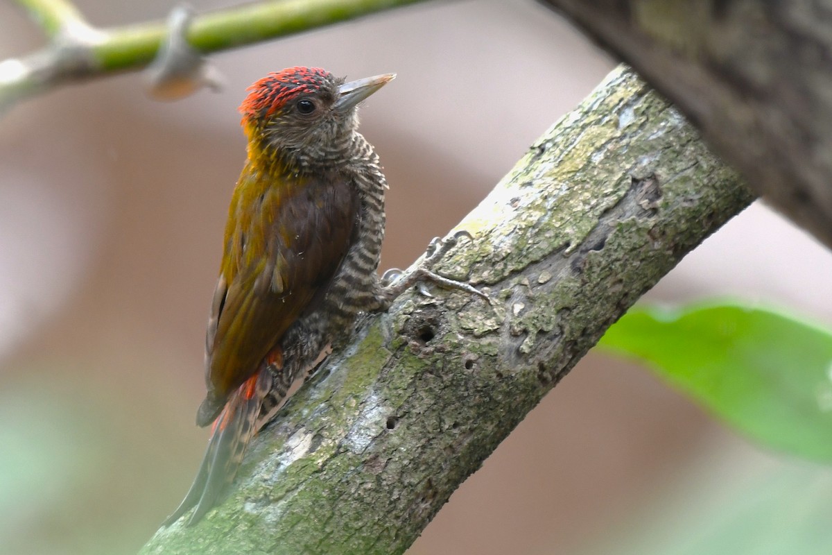 Red-rumped Woodpecker - ML637433021