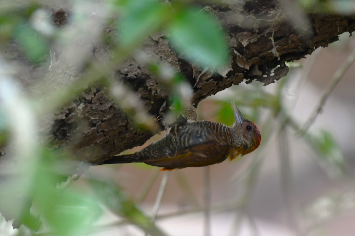 Red-rumped Woodpecker - ML637433022