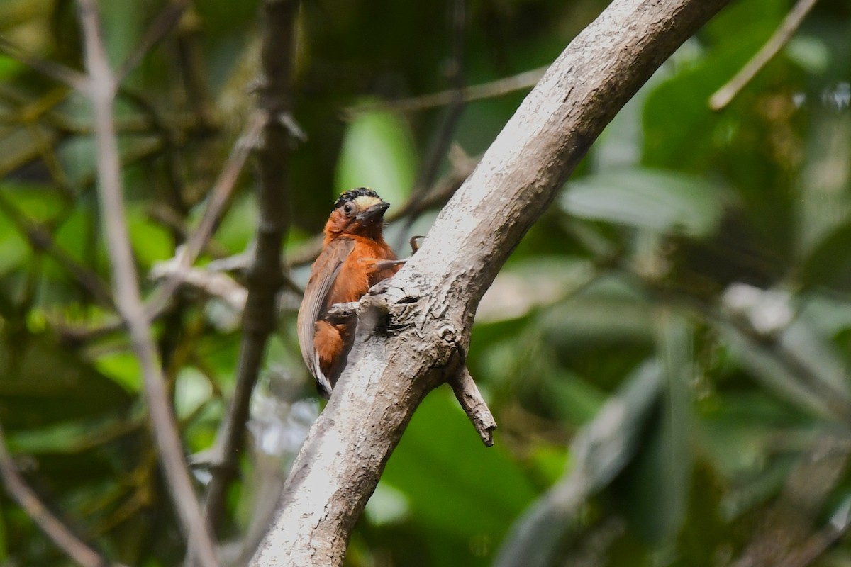 Chestnut Piculet - ML637433027
