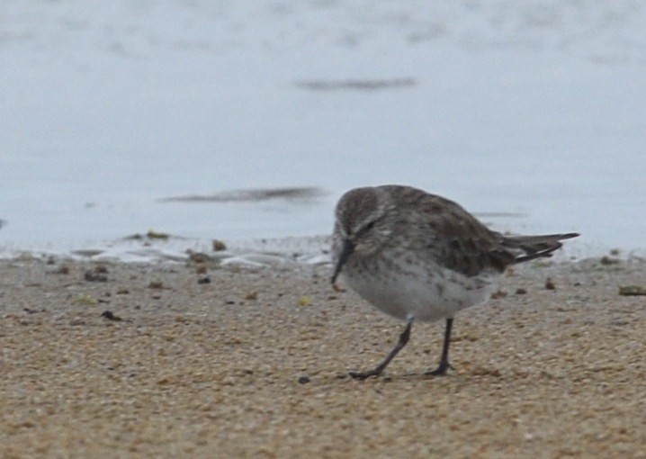 White-rumped Sandpiper - ML637433066