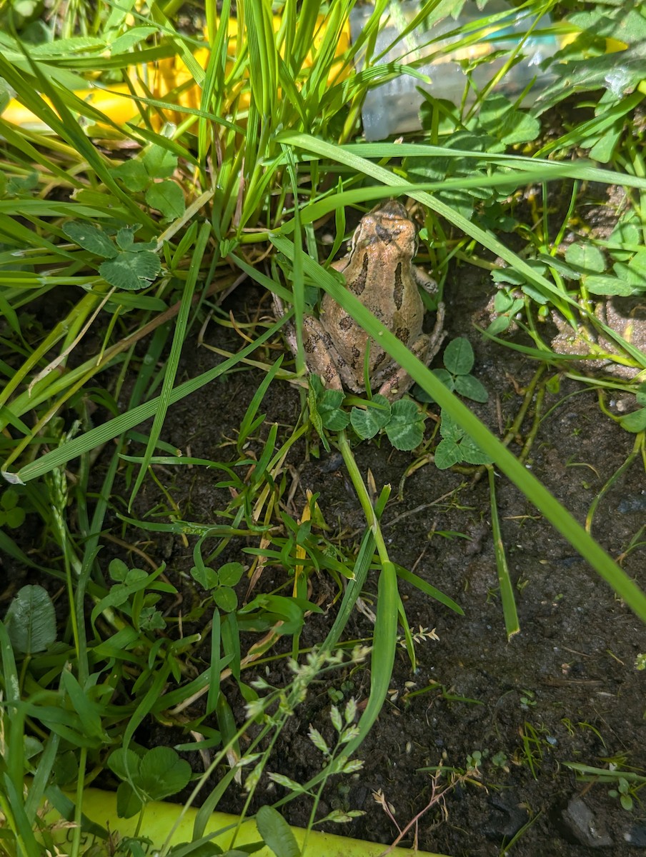 Animals - ML637433097