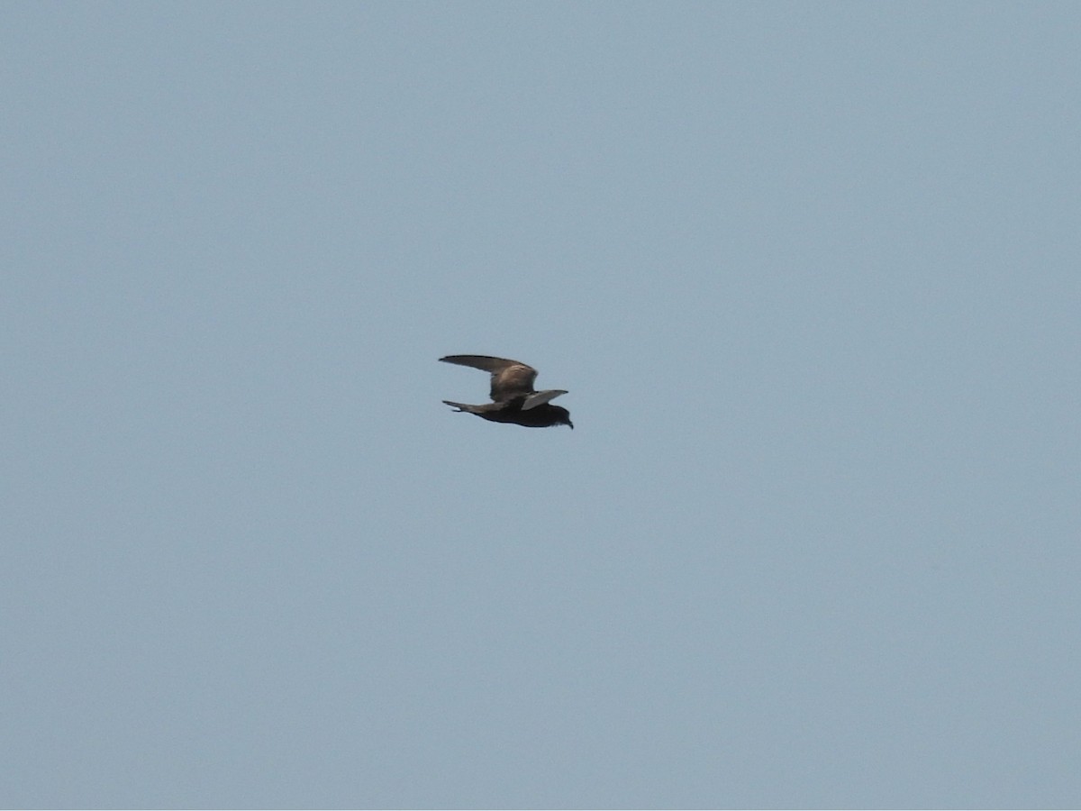 Leach's Storm-Petrel - ML637433135