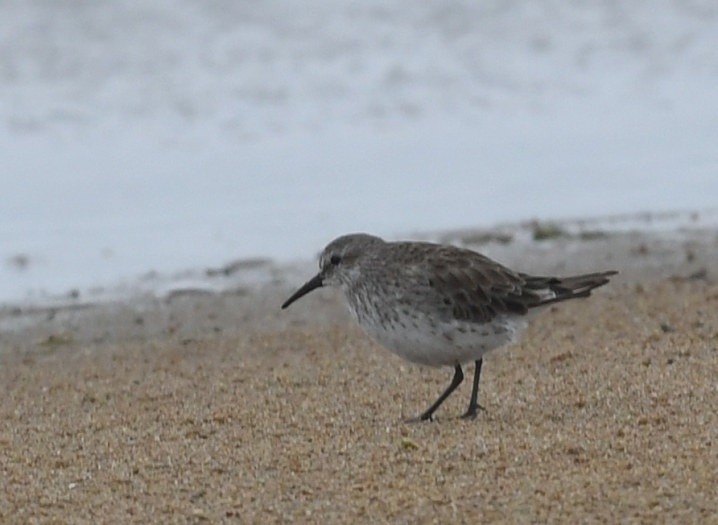 White-rumped Sandpiper - ML637433146