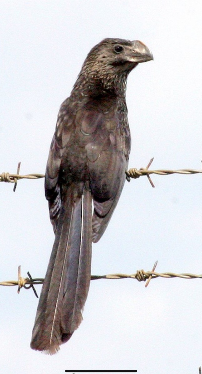 Smooth-billed Ani - ML637433172