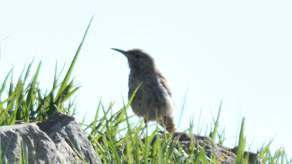 Ocellated Thrasher - ML637433188
