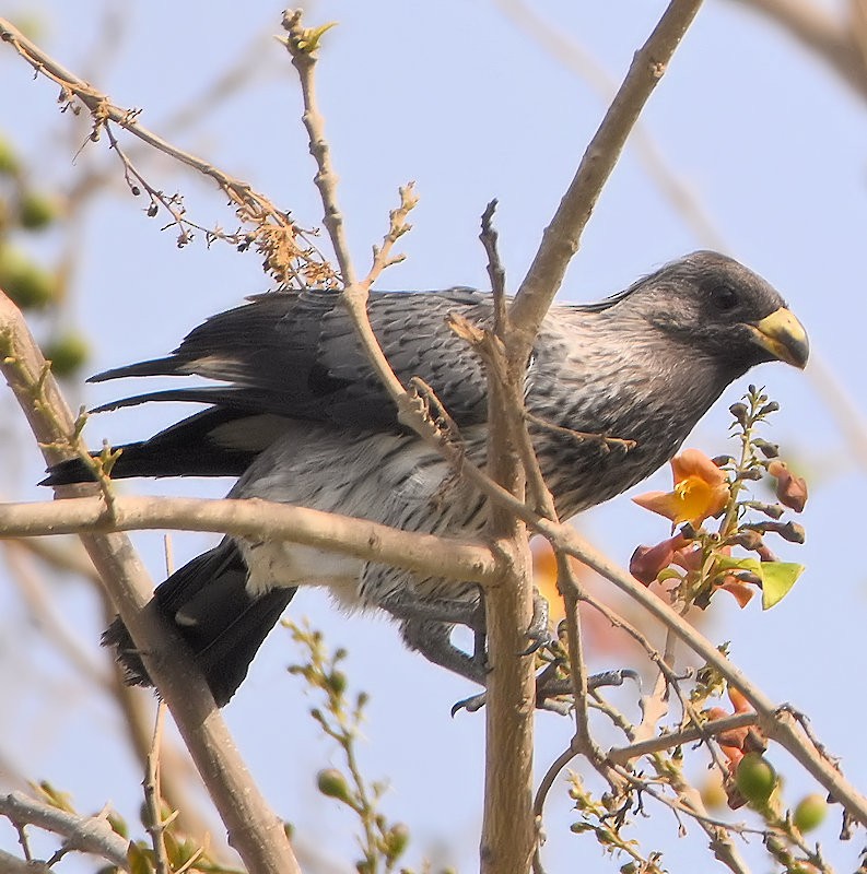 Western Plantain-eater - ML637433199