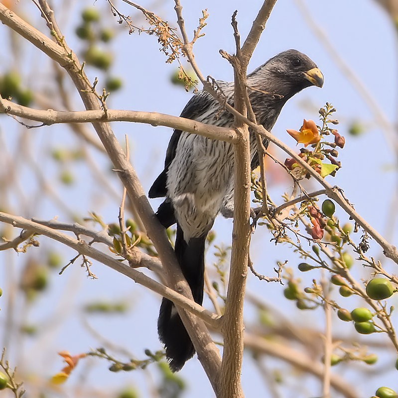 Western Plantain-eater - ML637433200