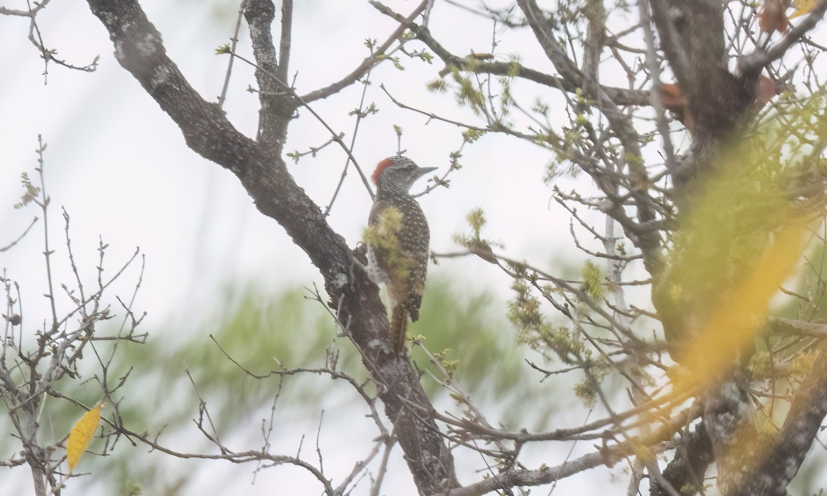 Nubian Woodpecker - ML637433209
