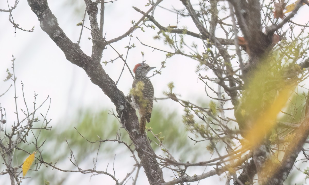 Nubian Woodpecker - ML637433211