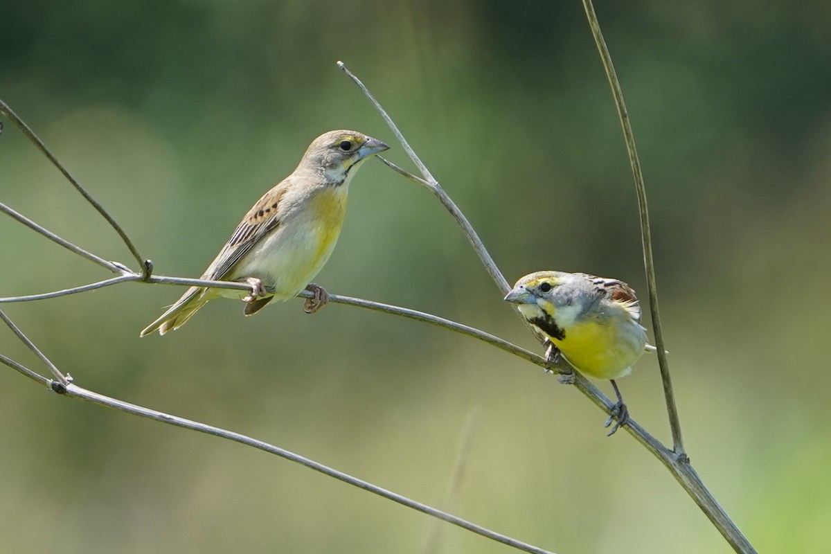 Dickcissel - ML637433280