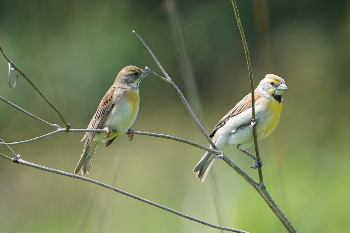Dickcissel - ML637433281