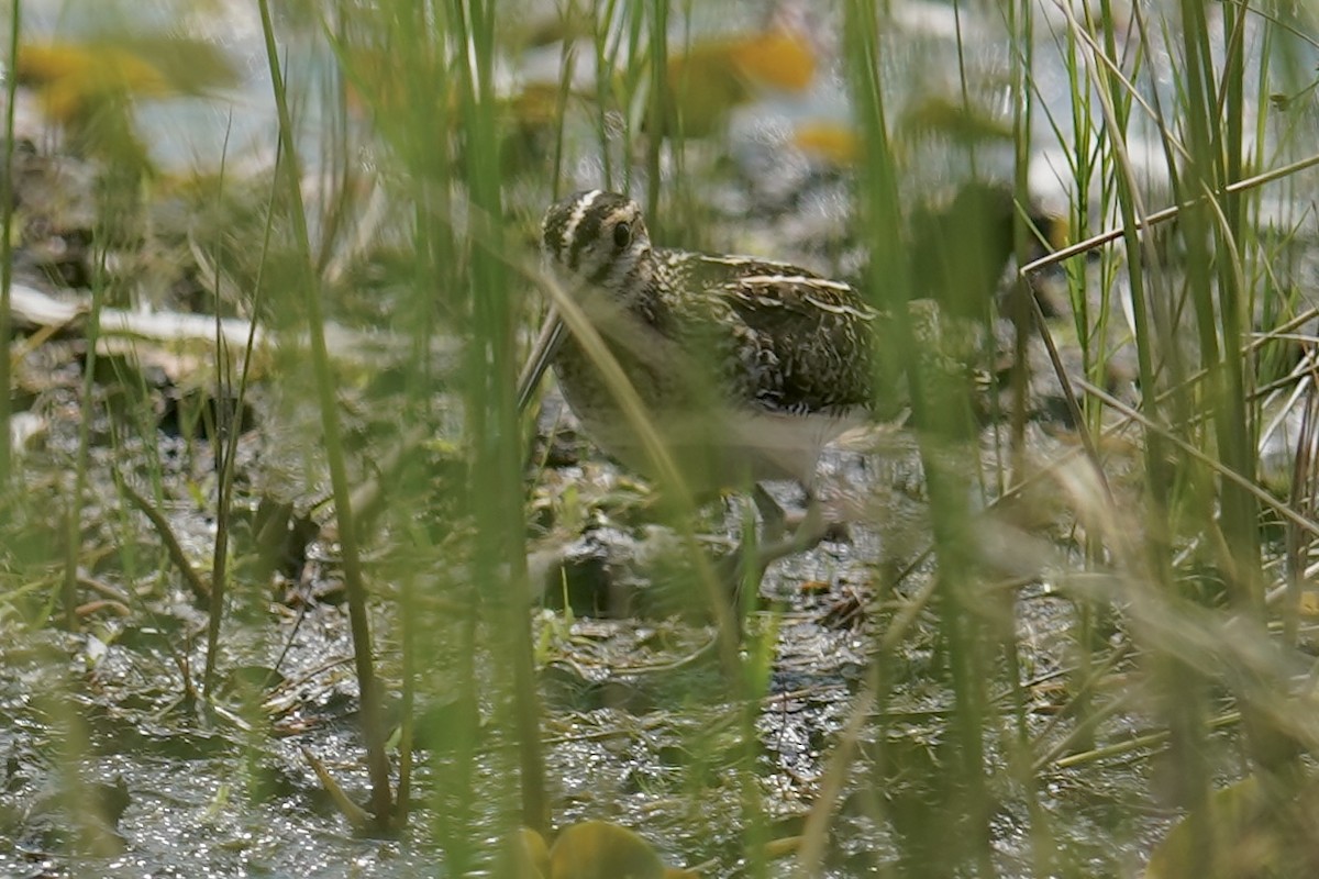 Wilson's Snipe - ML637433321
