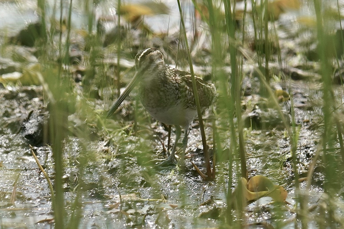 Wilson's Snipe - ML637433322