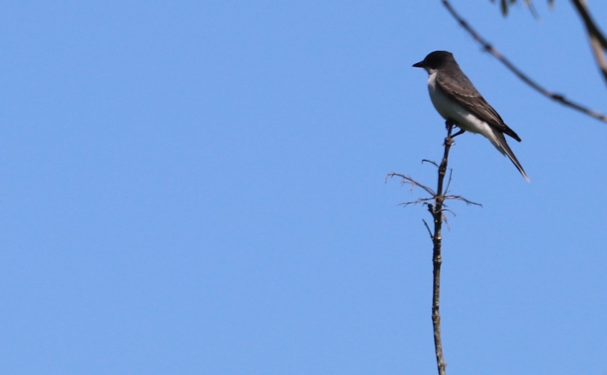Eastern Kingbird - ML637433378