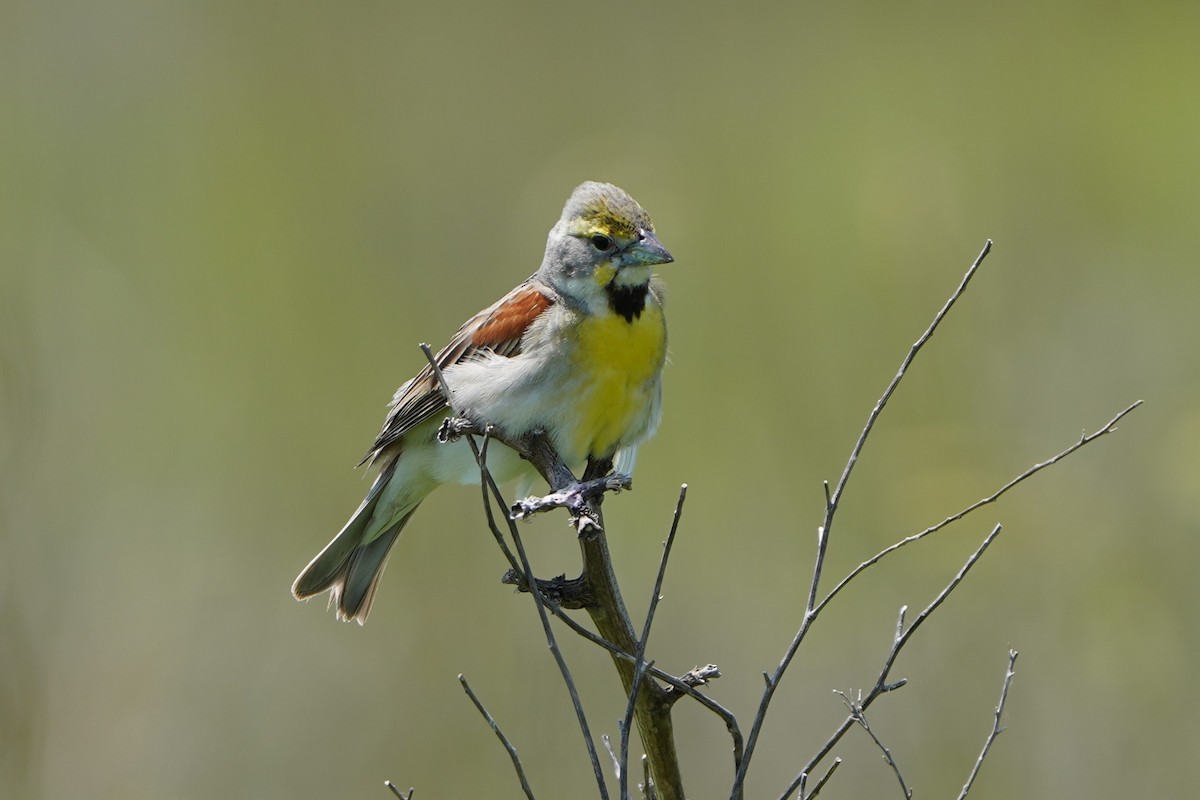 Dickcissel - ML637433379