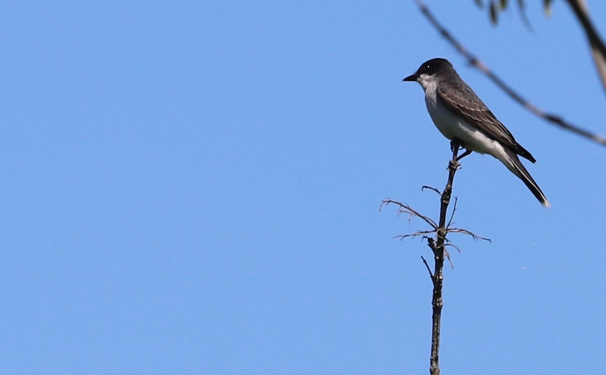 Eastern Kingbird - ML637433380
