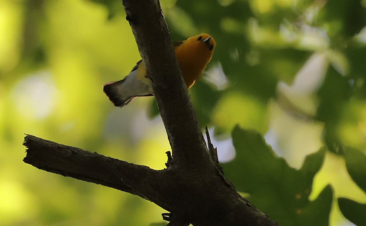 Prothonotary Warbler - ML637433387