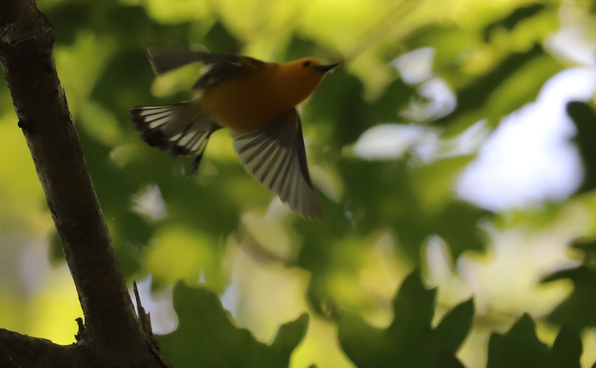 Prothonotary Warbler - ML637433394