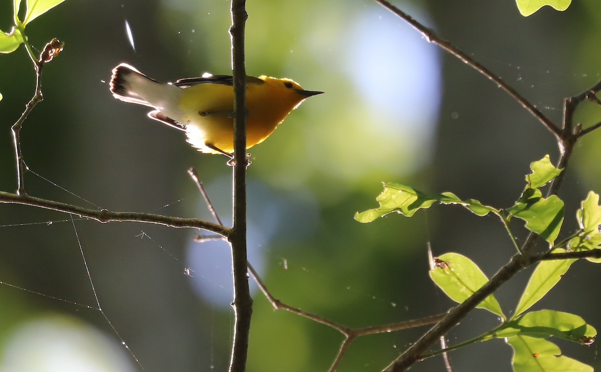 Prothonotary Warbler - ML637433395