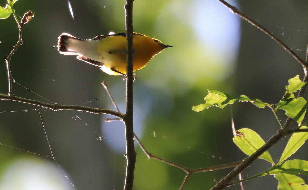 Prothonotary Warbler - ML637433402